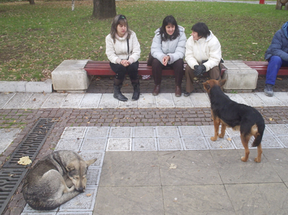 Бездомни кучета в Ловеч