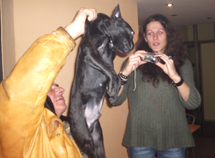 Френски булдог позира за НГ